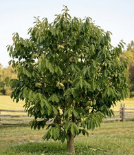PAW PAW tree 1-2 ft Live 1