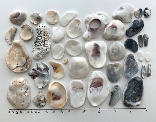 Oyster clam shell cabs - 40,