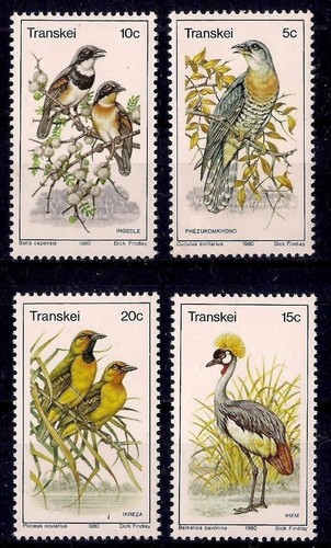 Transkei 1980 uccelli cuculo - transkei,