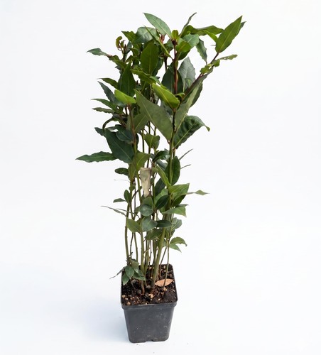 Pianta alloro vaso - pianta,