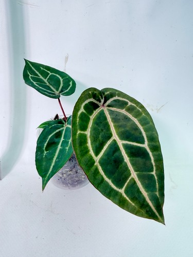 Anthurium wonderboy michelle - anthurium, x