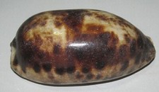 105 mm GRANDE MODELLO Cypraea