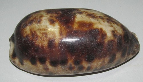 105 grande modello cypraea - 105, mm