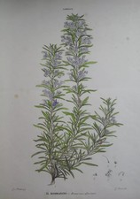 BOTANICA_CUCINA_ERBE_SPEZIE_RO