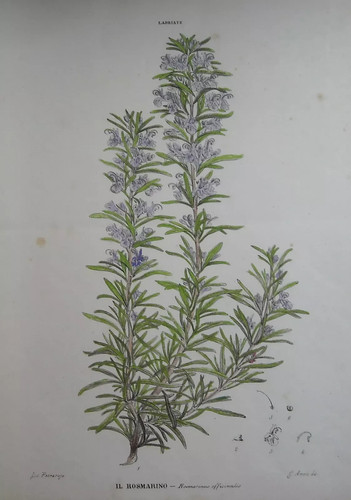 BOTANICA_CUCINA_ERBE_SPEZIE_RO