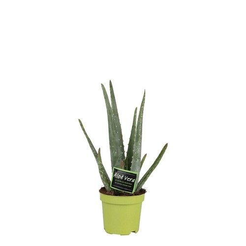 Aloe vera altezza - , cm