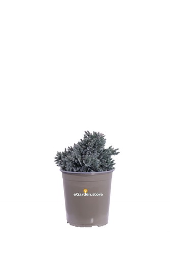 Pianta ginepro juniperus - ginepro,