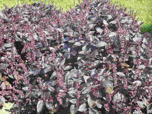 Basilico rosso genovese - -, il