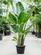 Uccello del paradiso gigante (vaso da 15 L) - FOTO REALI