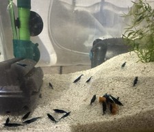 5lotti  X NEOCARIDINE CARIDINA