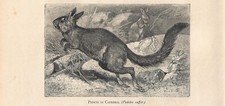 Stampa antica LEPRE SALTATRICE CAFRA Pedetes capensis 1884 Antique Print