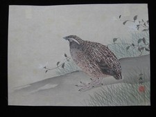 Kose Shoseki: Erba di quaglia