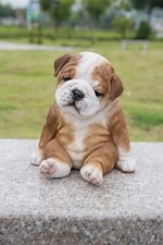 Statua cucciolo bulldog