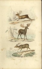 Buffon Animali Incisione 1856