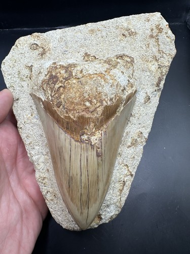 Grande dente megalodonte - grande,