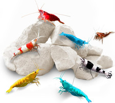 Rocce di gamberetti per