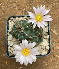 Echinocereus knippelianus var - echinocereus,