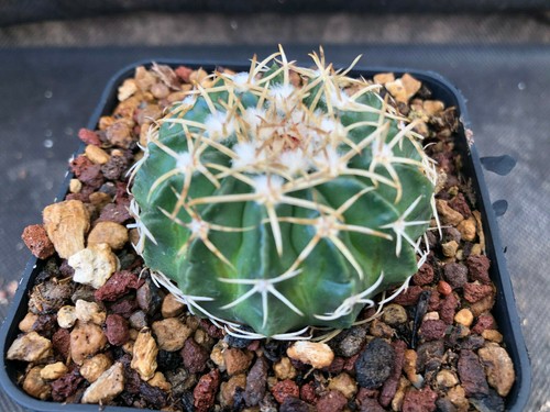 Wigginsia sessiflora cactus - wigginsia,