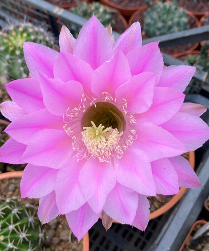 Echinopsis hybrid - hybrid,