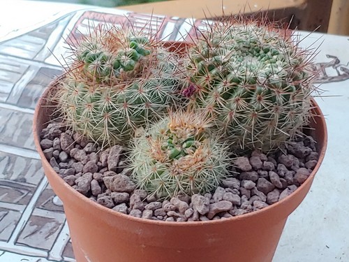 Notocactus family cactus - notocactus,