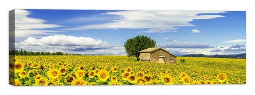Campo girasoli quadro - campo,