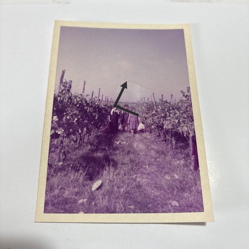 Genzano vendemmia gruppo - ,,