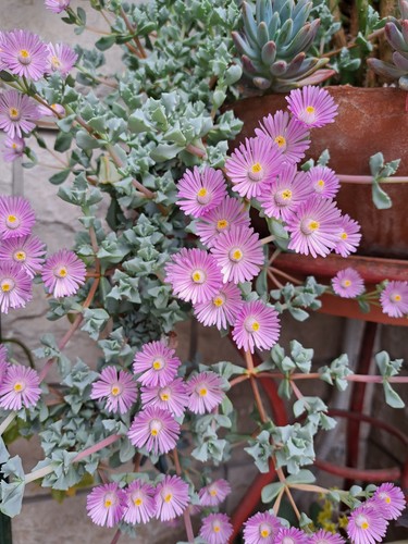 Oscularia deltoides pianta