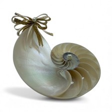 Ornamento conchiglia Nautilus