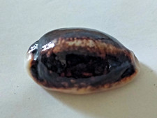 Conchiglia Cypraea MAURITIA EGLANTINA Nigerrima Rostrata  mm 45+ Nuova Caledonia