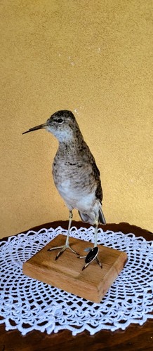 Trofeo caccia combattente - trofeo, di