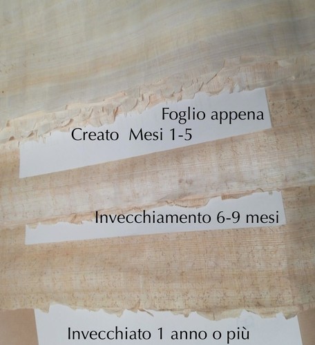 Foglio papiro siracusano - papiro,