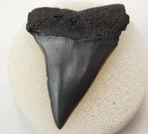 Dente squalo bianco - dente, fossile