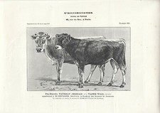 Stampa antica TORO e MUCCA di