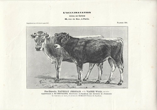 Stampa antica toro - antica, di