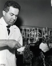 Foto Vintage Animali Cani Cocker Spaniel Visita dal Veterinario stampa 27x22 cm