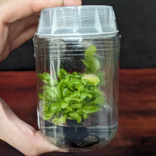 Terreno nutritivo - terreno,