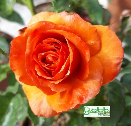 Rosa grandi fiori remember - rosa,
