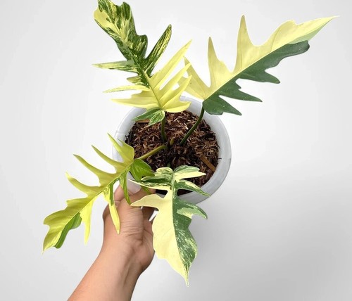 Philodendron florida beauty - florida,