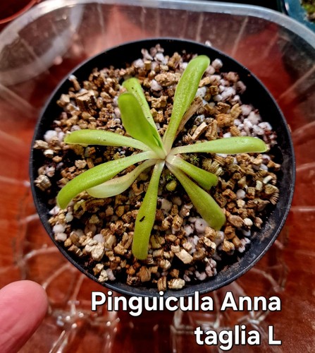 Pinguicula anna taglia - taglia, l