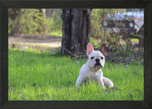 Cucciolo bulldog francese