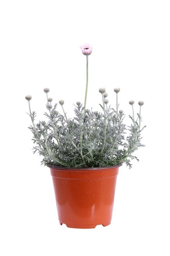 Pianta vera rhodanthemum - vera, di