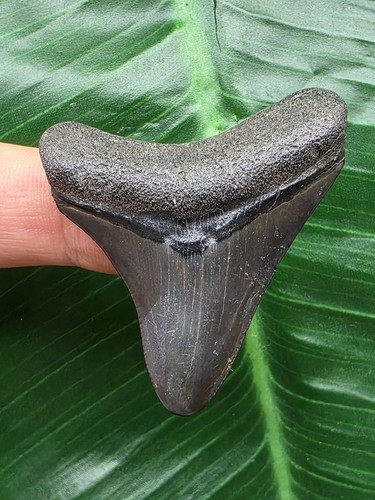 Dente curvo del megalodonte - dente,