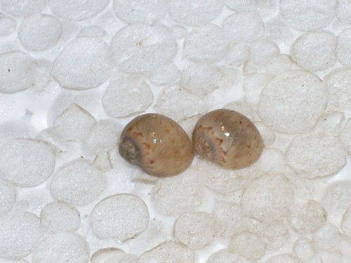 Euspira nitida great pair - euspira,