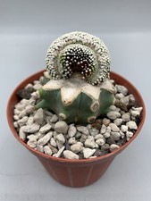 Mammillaria Luethyi Crested Form Vaso 8 Cm Innestata Su Glaucescens Pois Bianchi