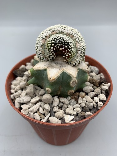 Mammillaria luethyi crested - mammillaria,