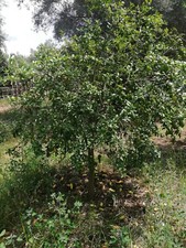 Limone Caviale "Citrus australasica" pianta di Finger Lime Verde 10 Anni 