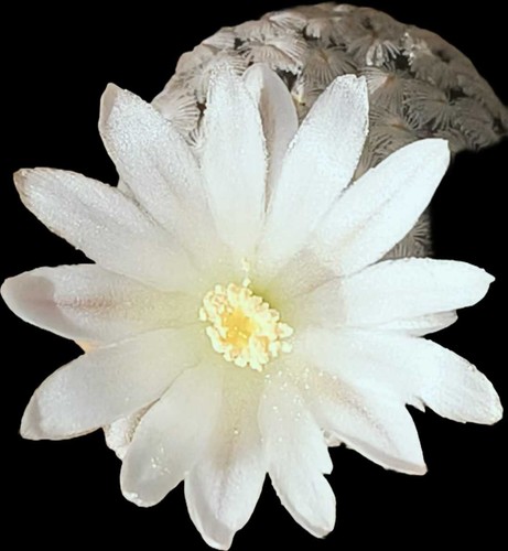 Pianta cactus succulenta 2 - cactus,