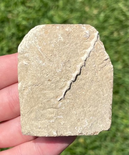 Alabama fossile bryozoan - fossile,