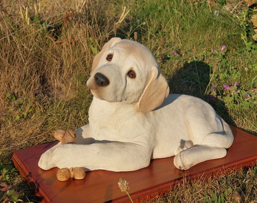Rare sandicast labrador puppy - labrador,
