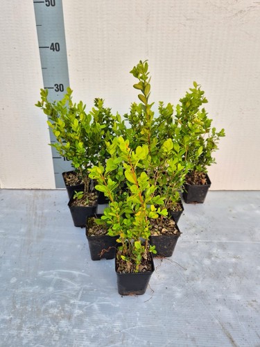 Buxus faulkner bosso - 'faulkner',,